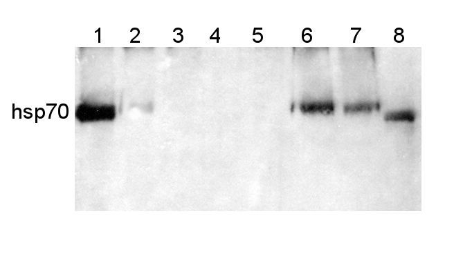 western blot detection using anti-hsp70 antibody
